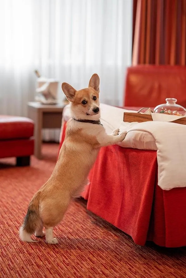 Red Stars Hotel-2