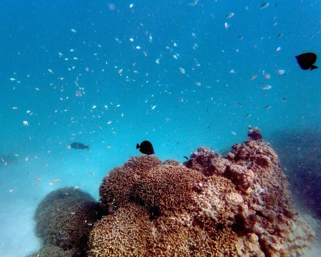 Gangehi Island Resort-3