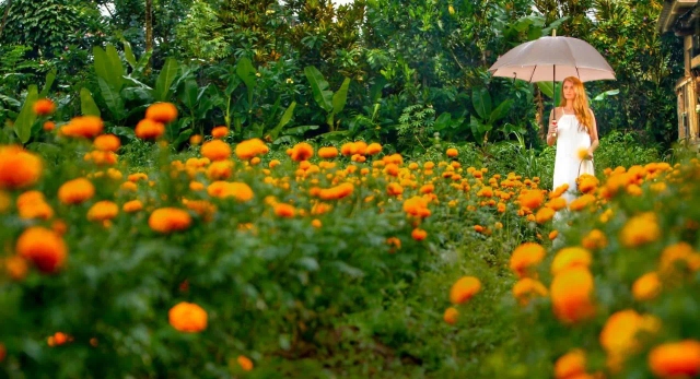 Nandini Jungle by Hanging Gardens-2