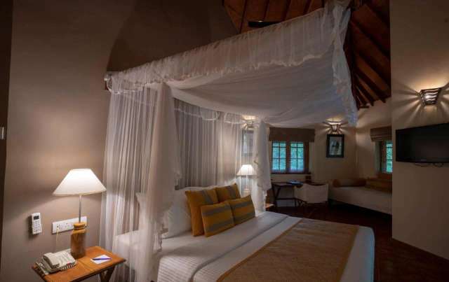 Cinnamon Wild Yala-4