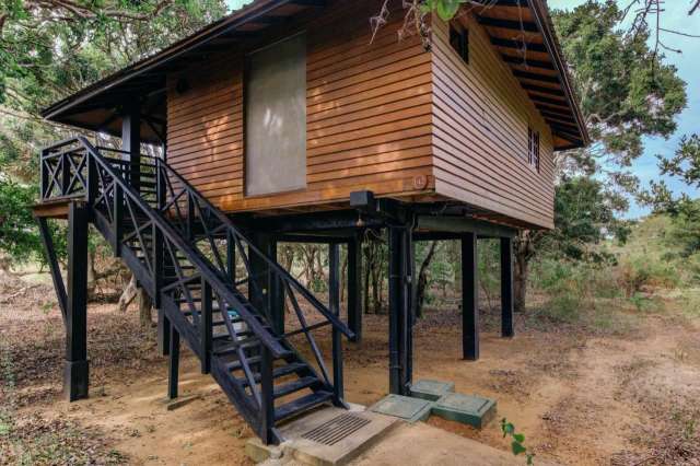 Cinnamon Wild Yala-3