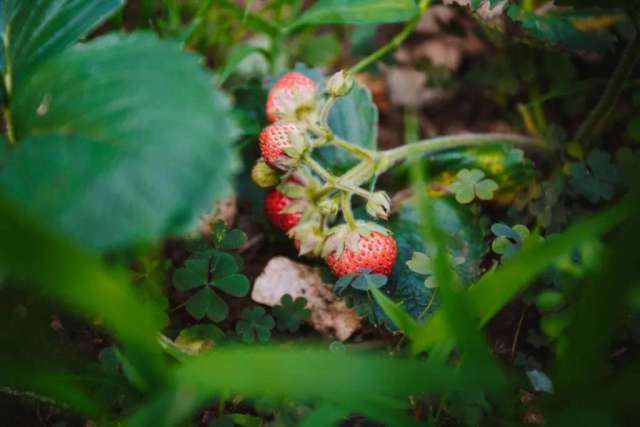 Nea's Green Garden-4
