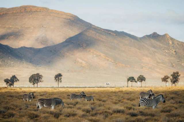 Aquila Private Game Reserve-4