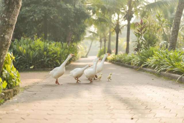 Lakesong Resort-4